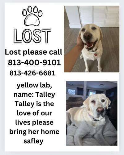 Lost Female Dog last seen Gulf Blvd near Publix shopping center, St. Pete Beach, FL 33706