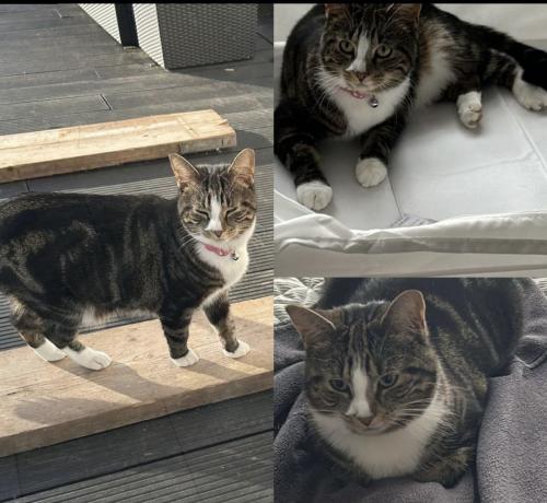 Lost Female Cat last seen colindale, Greater London, England NW9 6ES
