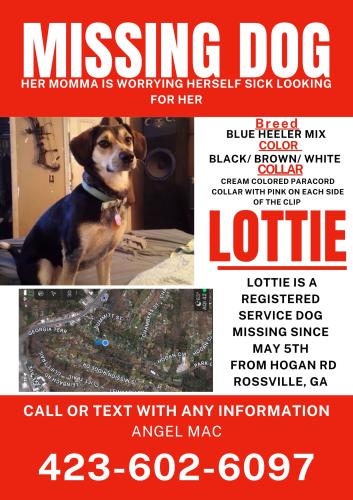 Lost Female Dog last seen Chickamauga ave, Rossville, GA 30741