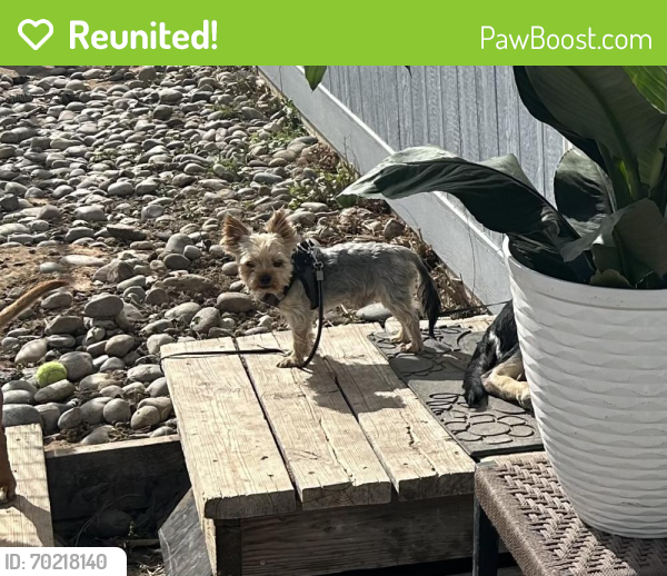 Reunited Male Dog last seen Zuni & Mesilla , Albuquerque, NM 87108