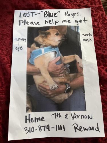Lost Male Dog last seen 7th &Vernon Ave Venice 90291, Los Angeles, CA 90291