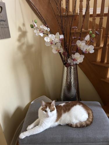 Lost Male Cat last seen Tenth Line and Thomas st - Churchill Meadows area , Mississauga, ON L5M 0V5