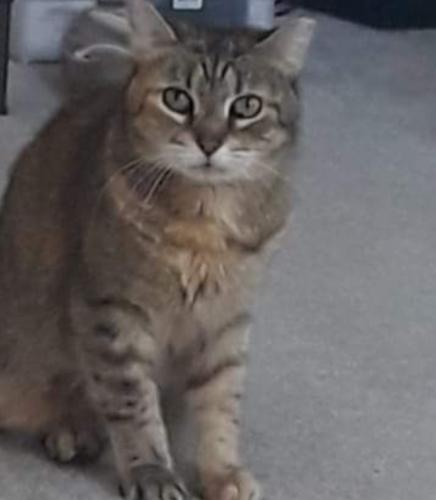 Lost Female Cat last seen Morning view court, Grove Park, Durham, Durham, NC 27703