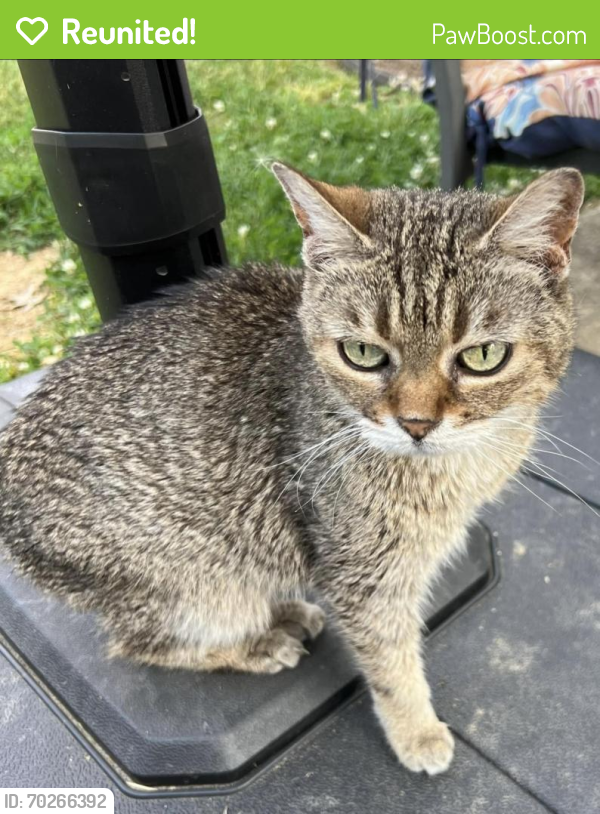 Reunited Female Cat last seen Chapelhill Dr near Chapelview Ct or Timely Ter. , Cincinnati, OH 45233