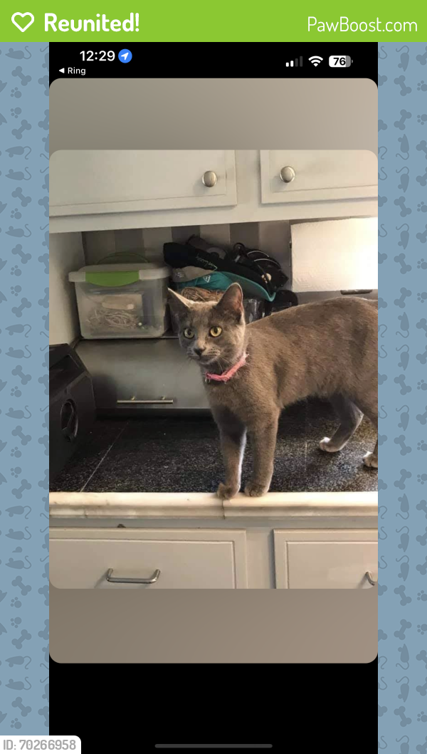 Reunited Female Cat last seen Concordia Dr and Dearborn  Blvd , Sioux City, IA 51104