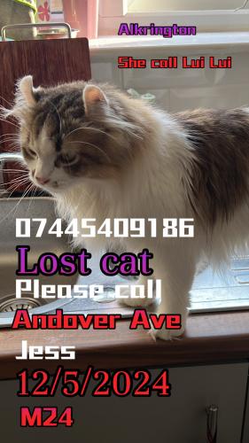 Lost Female Cat last seen Background , 曼徹斯特, 英格蘭 M24