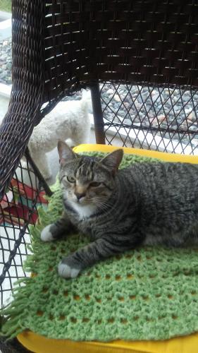 Lost Female Cat last seen 40th. Ave South, St. Cloud, MN 56301