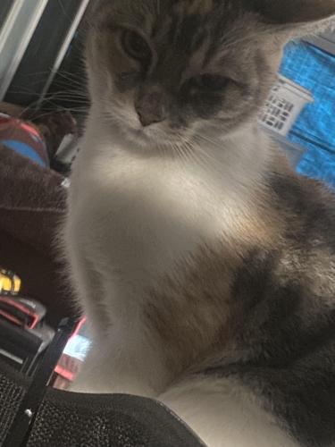Lost Female Cat last seen theres a planet fitness, La Puente, CA 91744