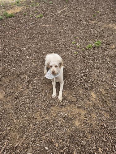 Lost Female Dog last seen Mockingbird Canyon, Riverside, CA 92504