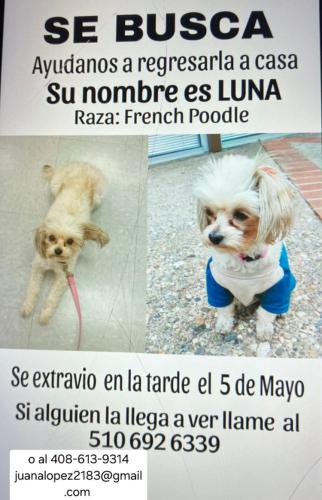 Lost Female Dog last seen Santa Clara, San Jose, CA 95116