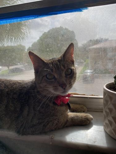 Lost Female Cat last seen Near Twin Lake Dr, Coral Springs , Coral Springs, FL 33071
