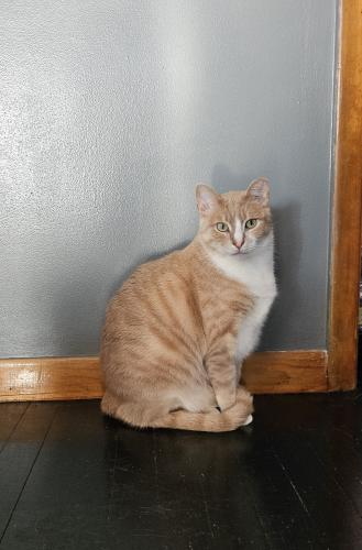Lost Male Cat last seen Ann Arbor Trail & Middlebelt, Westland, MI 48185