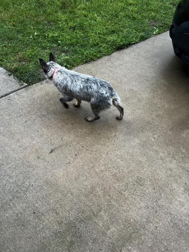 Lost Female Dog last seen Cliff st, Fort Worth, TX 76164