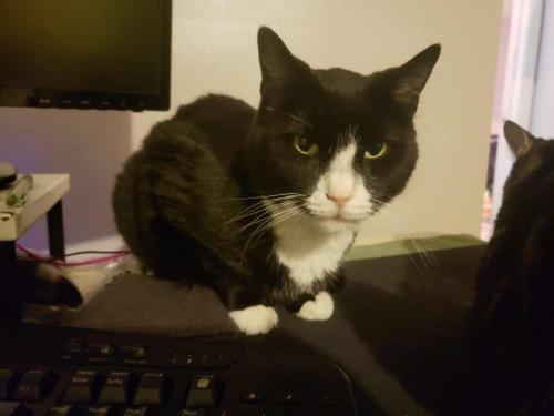 Lost Male Cat last seen East Baltimore pike and Elwyn, Media, PA 19063