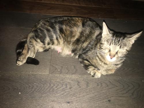 Lost Female Cat last seen Spratt and shoreline, Ottawa, ON K1V