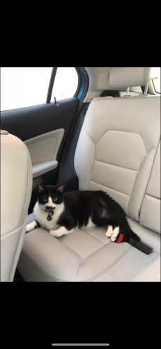 Lost Male Cat last seen Forest Hill Rd and S Forest Lake Dr, Macon, GA 31213