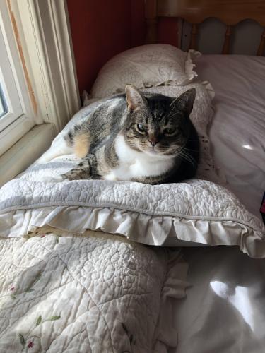 Lost Female Cat last seen She ran out of car at the Greenfield Rest Stop in Jerym PA NORTHBOUND I81, Jermyn, PA 18433