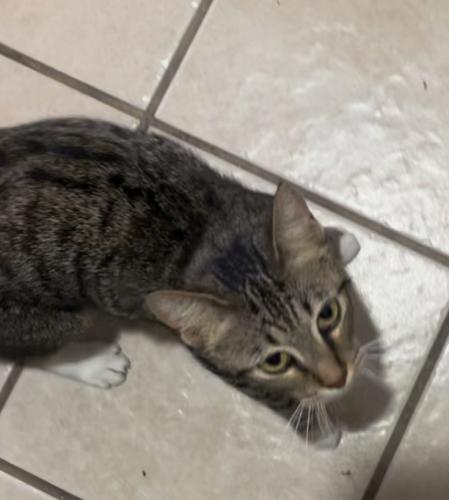 Lost Female Cat last seen Bowie Elementary, Grand Prairie, TX 75051