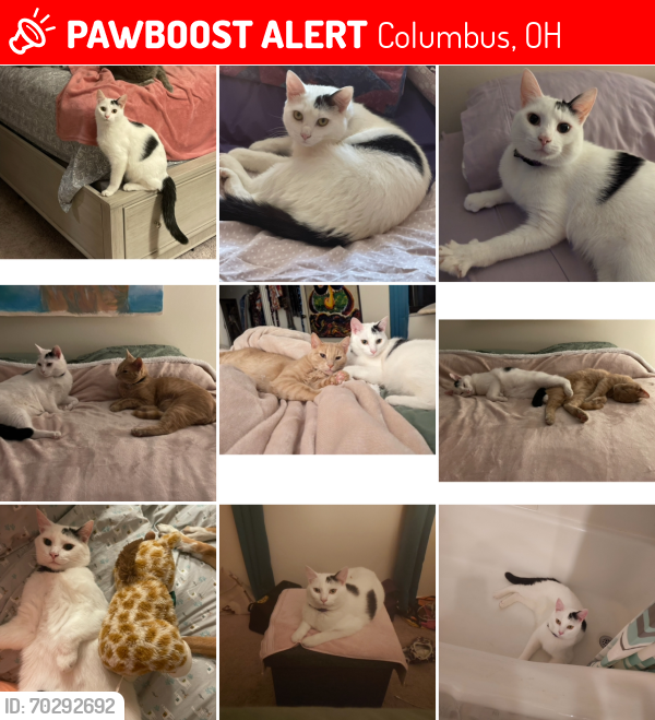 Lost Male Cat last seen Willoway Circle and Reed Rd, Columbus, OH 43220