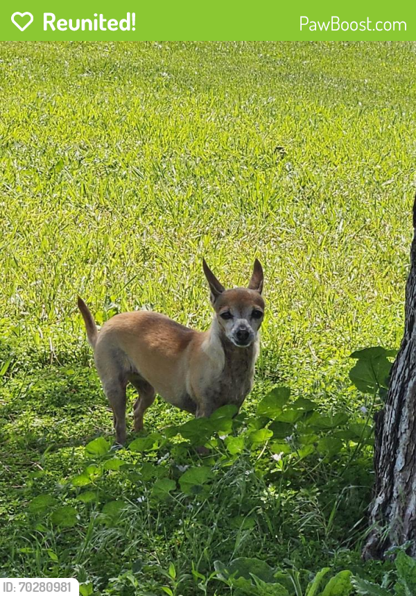Reunited Female Dog last seen Near Amber Park on 60th and Nepal. Aurora CO, Aurora, CO 80019