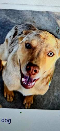 Lost Female Dog last seen Clinton   &  brawley, Fresno, CA 93722