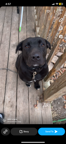 Lost Male Dog last seen Pumphouse , Rockwood, TN 37854