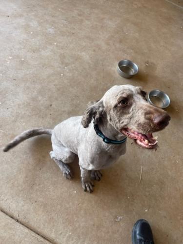 Lost Male Dog last seen Ymca, Odessa, TX 79762