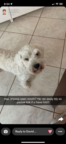 Lost Male Dog last seen Between pinehurts dr and louisiana avenue , League City, TX 77573