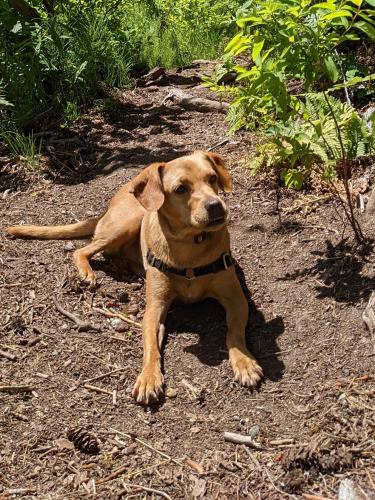 Lost Female Dog last seen Constellation Park, Seattle, WA 98116