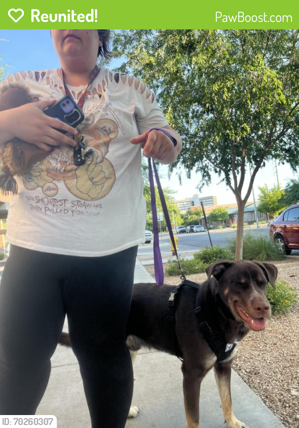 Reunited Male Dog last seen El Oasis Hand Car Wash on W 3rd St and Cpuntry Club, Mesa, Mesa, AZ 85201