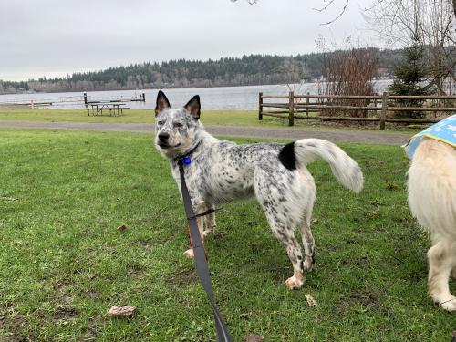 Lost Male Dog last seen Ne 40th between 140th and 148th, Bellevue, WA 98007