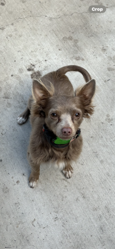 Lost Male Dog last seen S.Church St and S. Hutchins street , Lodi, CA 95240