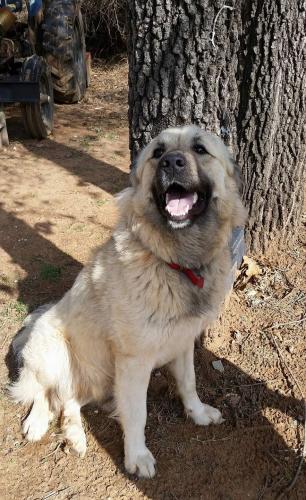 Lost Male Dog last seen SE 59TH and Anderson, Oklahoma City, OK 73150