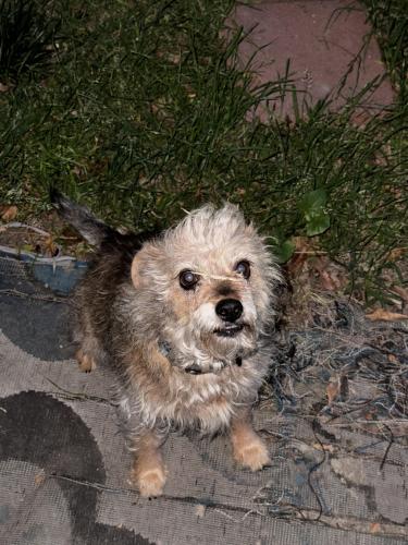 Lost Female Dog last seen Mountain view Ave and E Victoria Ave, San Bernardino, CA 92408