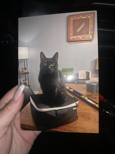Lost Female Cat last seen Cloverdale St, High Point NC, High Point, NC 27260