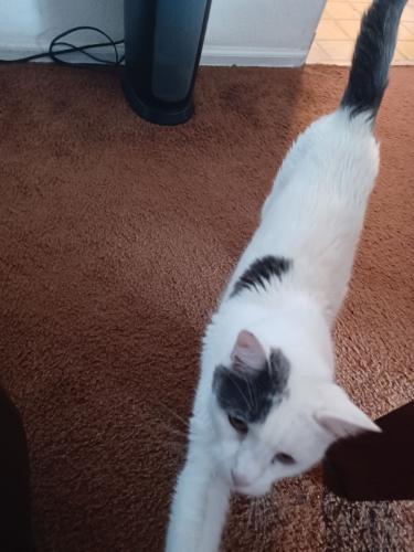 Lost Male Cat last seen 62nd and Simms, Arvada, CO 80004