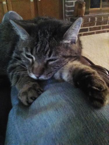 Lost Female Cat last seen Aurora and 47th st in Des Moines , Des Moines, IA 50310