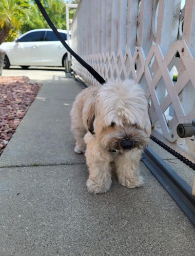 Lost Male Dog last seen Fishburn Avenue Elementary , Maywood, CA 90270