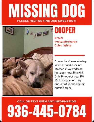 Lost Male Dog last seen PineHill Dr in Pinecrest near 1314, Conroe, TX 77301
