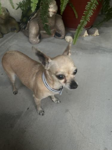 Found/Stray Unknown Dog last seen Andromeda lane , Bakersfield, CA 93306