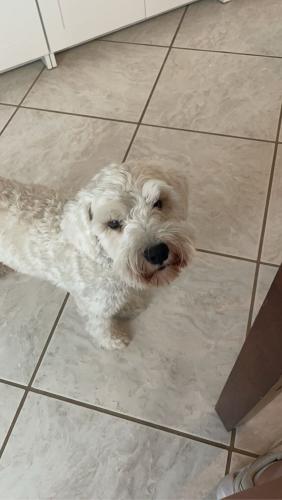 Lost Male Dog last seen FM are 518 East, heading towards Clear Creek HS. He escaped from South Shore Harbor gated neighborhood., League City, TX 77573