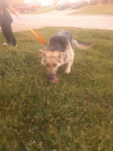 Lost Female Dog last seen Fort worth, Fort Worth, TX 76123