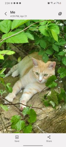 Lost Male Cat last seen Spout Springs Rd., Flowery Branch, GA 30542