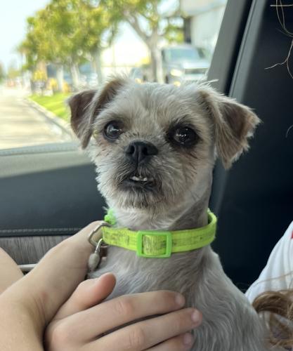 Found/Stray Female Dog last seen Found near Bell Gardens Sports Complex between Ramish Ave and Emil Ave on Scout Ave., Bell Gardens, CA 90201