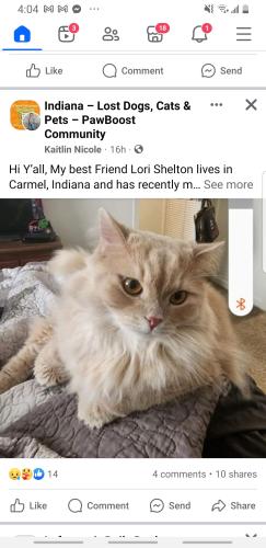 Lost Male Cat last seen Greenbush st Lafayette In , Lafayette, IN 47904