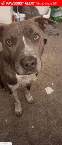 Lost Male Dog last seen Roy avenue , Albuquerque, NM 87107