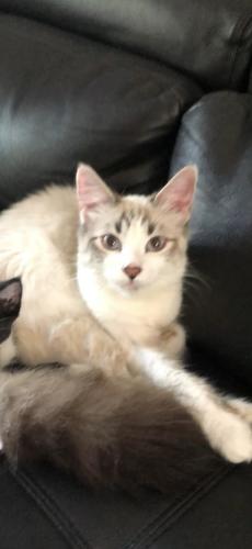 Lost Female Cat last seen Forest ave and Elizabeth st , West Chicago, IL 60185