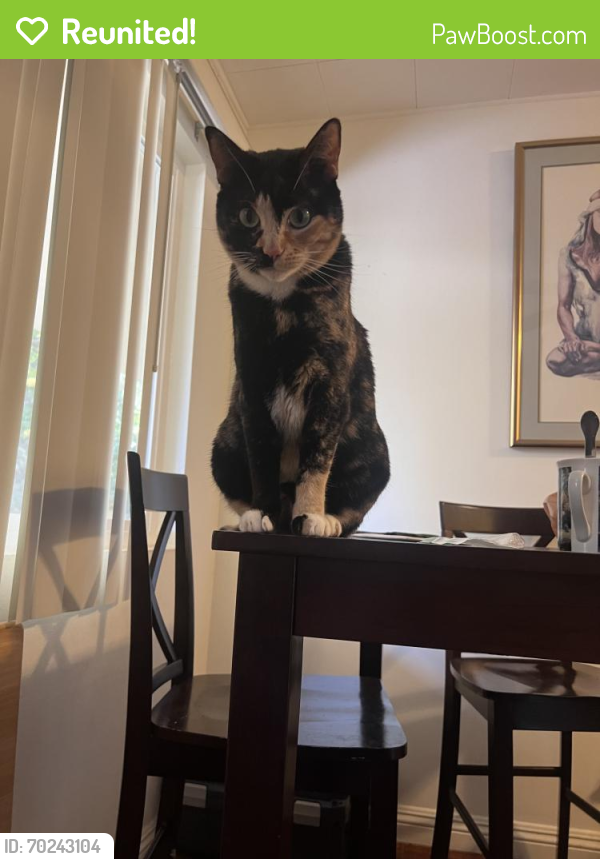 Reunited Female Cat last seen bundy and rochester, Los Angeles, CA 90025