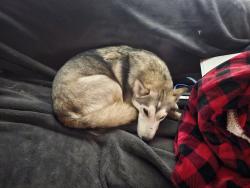 Lost Female Dog last seen In the field at 2021 Waring Rd, Turlock, CA 95382, Turlock, CA 95382