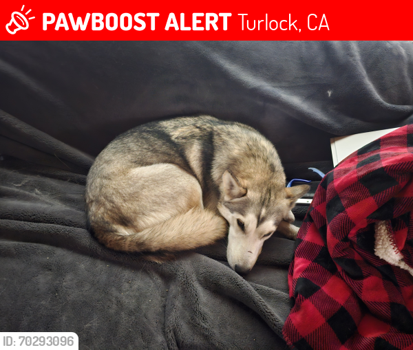 Lost Female Dog last seen In the field at 2021 Waring Rd, Turlock, CA 95382, Turlock, CA 95382
